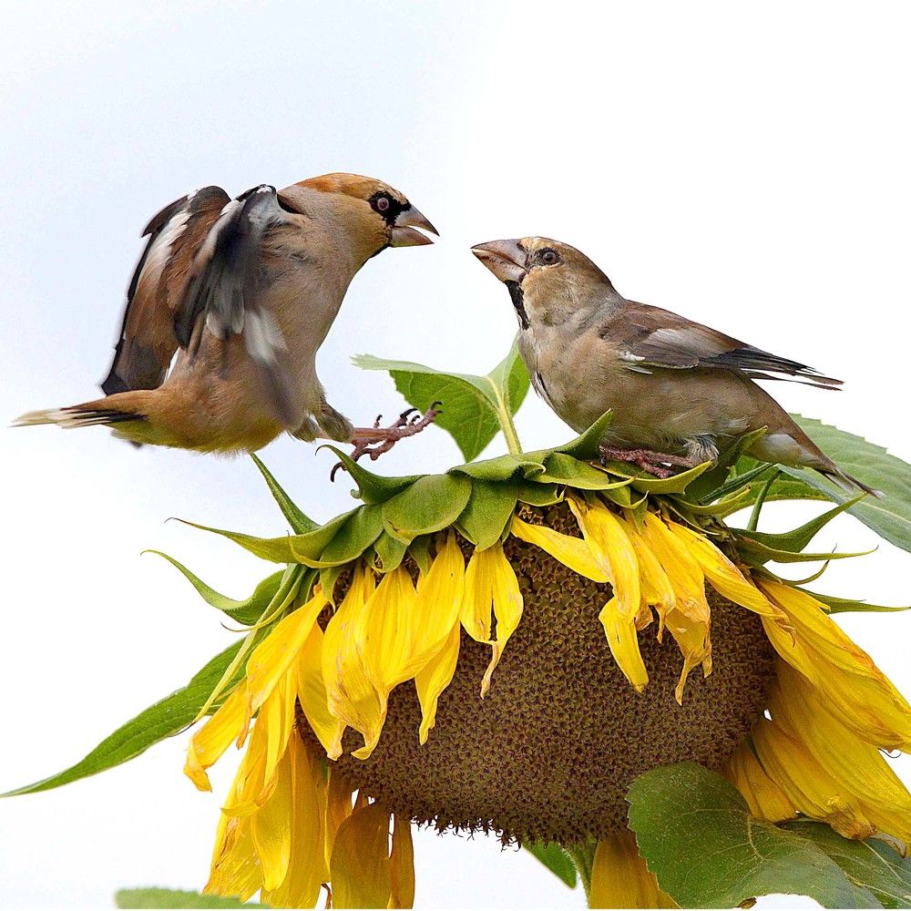 Семечки раздора.