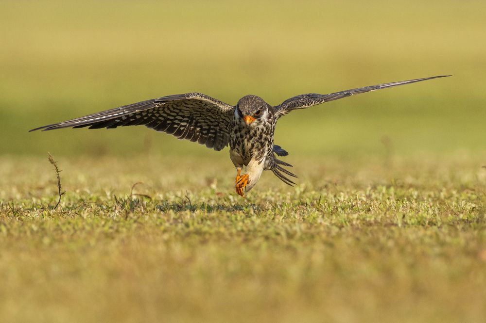 Photograph by Suman Paul