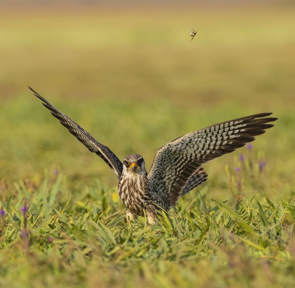 Photograph by Suman Paul