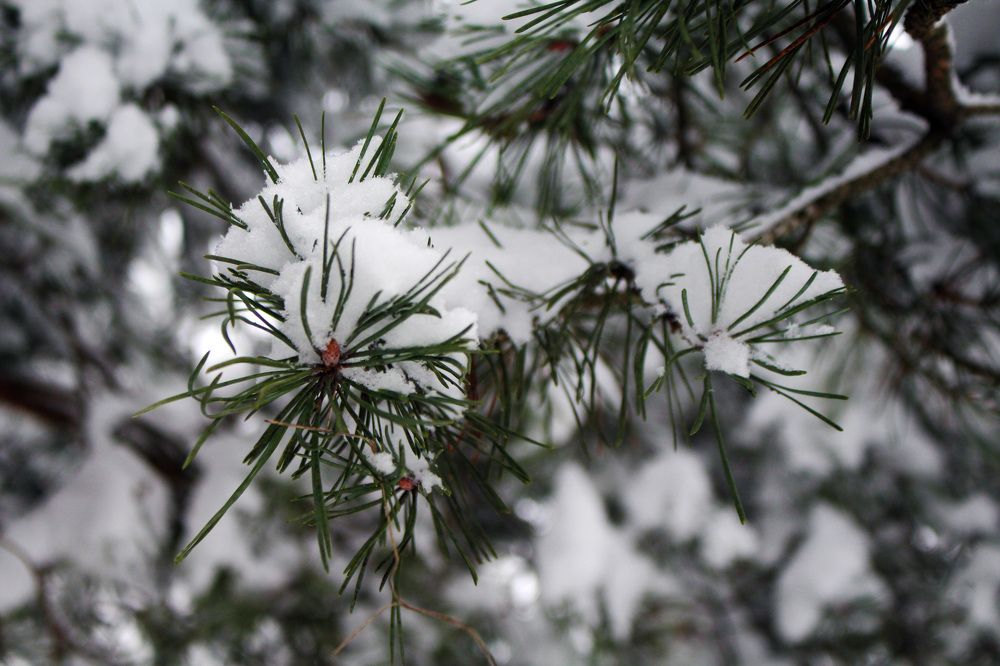 The beauty of winter