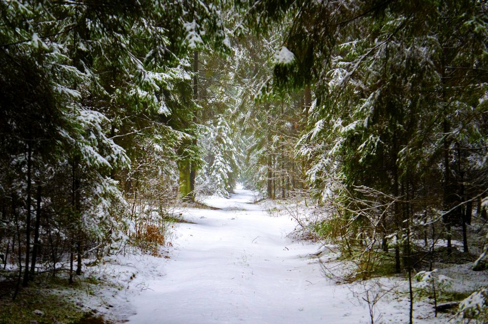 Сказки леса