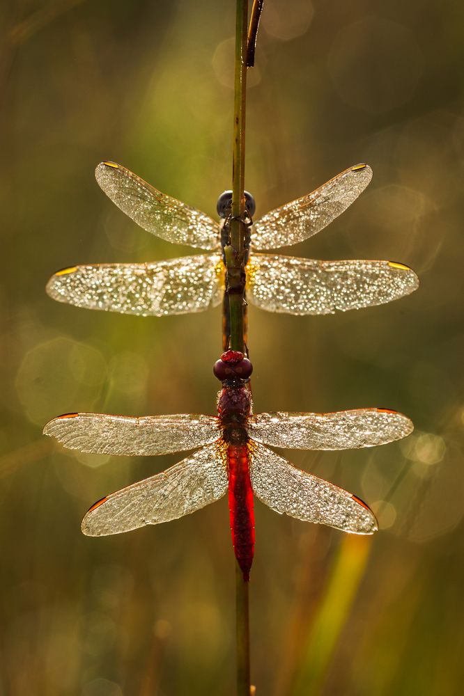 Photograph by SHAJI CHANDRAN