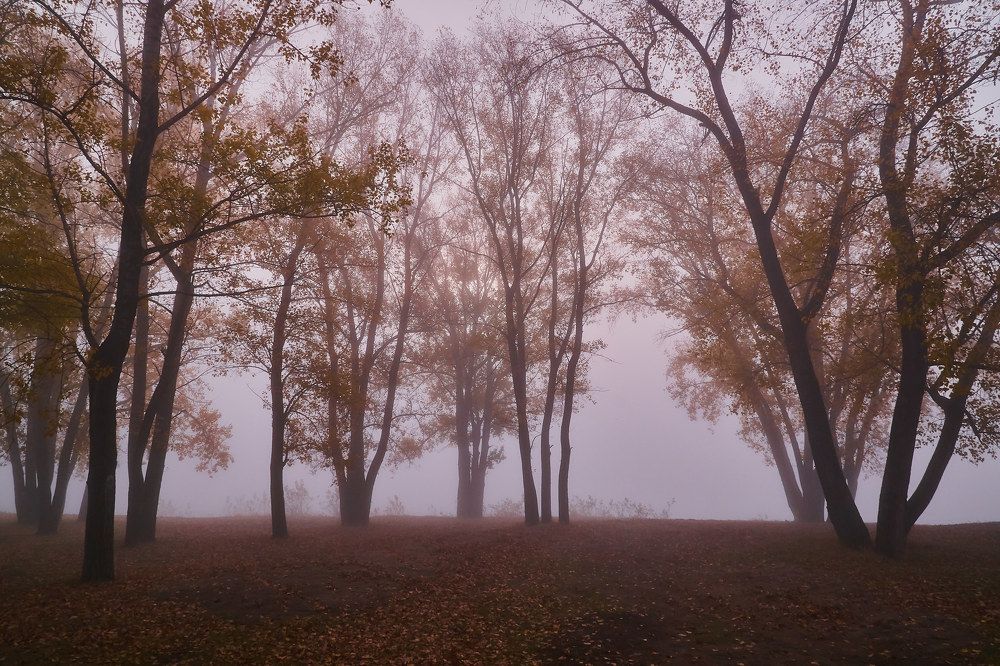 Photograph by Алексей Приешкин