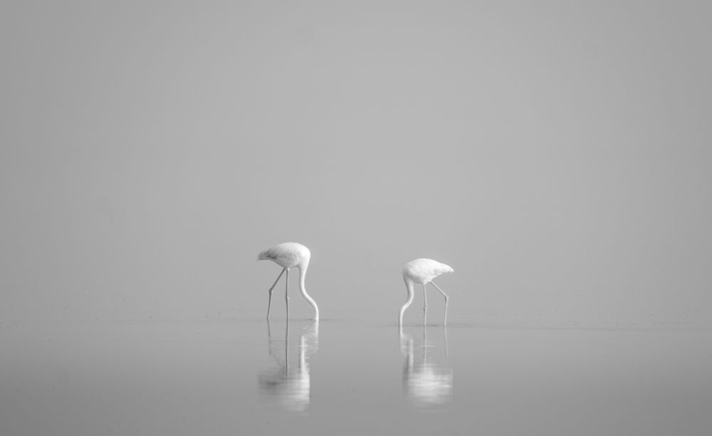 Flamingoes in the mist