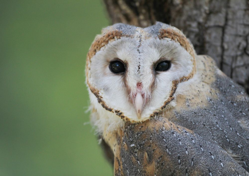 Photograph by Vikram Bahal