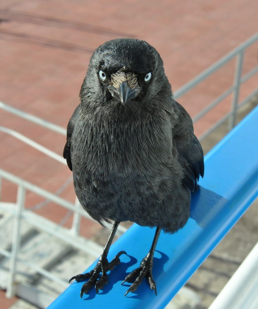 Галка просит угощение