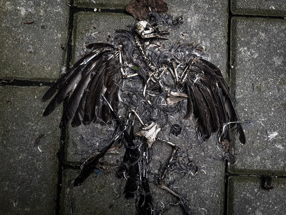 Photograph by Алексей Фаберже