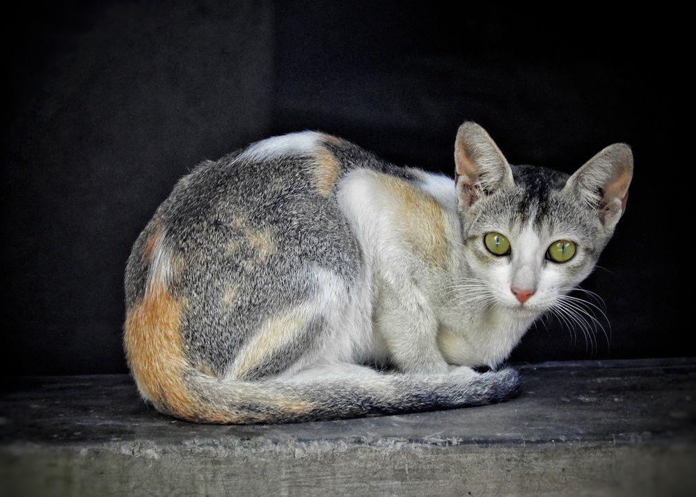 Photograph by Annwaina Deb