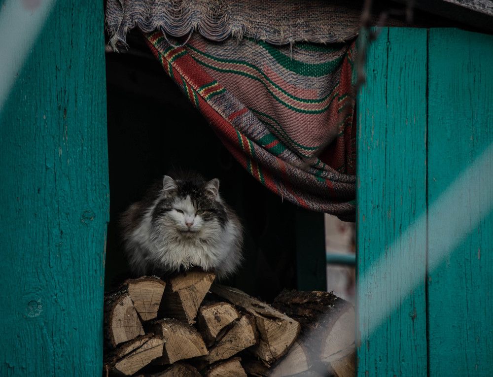 Photograph by Елена Плотникова