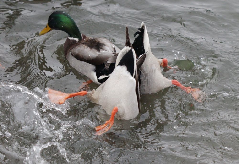 Photograph by Алексей Турсунов