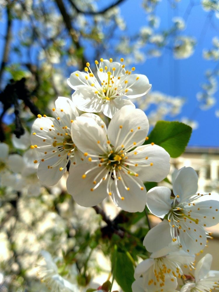 Photograph by Darko Milojevic