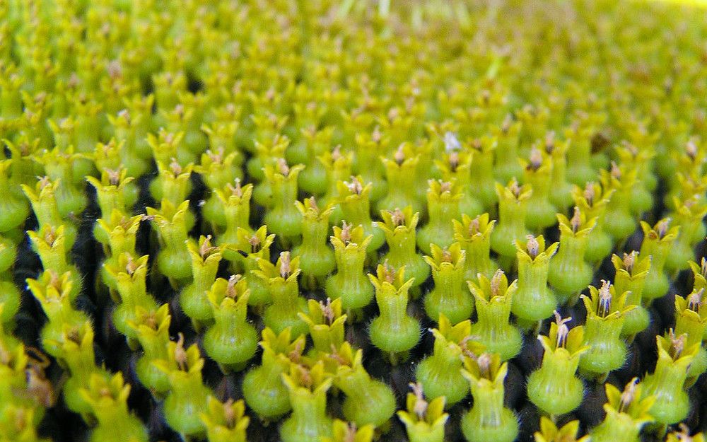 Photograph by Олег Ловцов