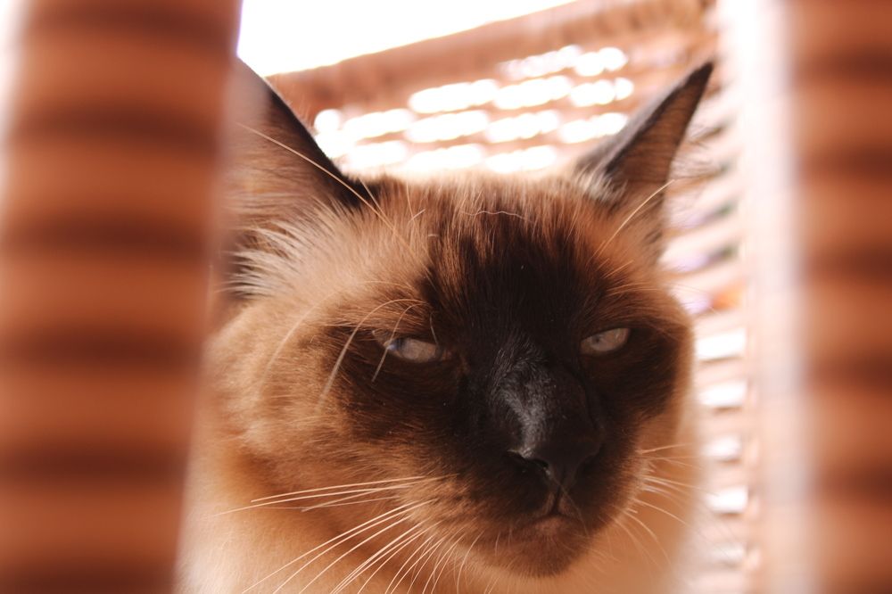 Photograph by Guillaume Duchene