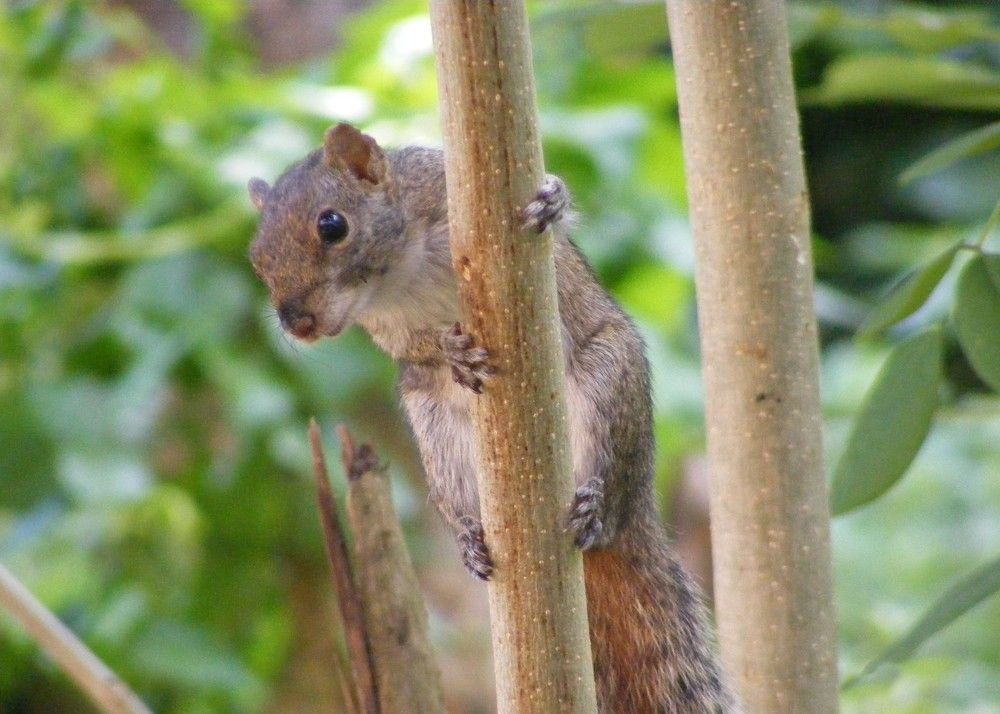 Photograph by Lokuge Sanuth