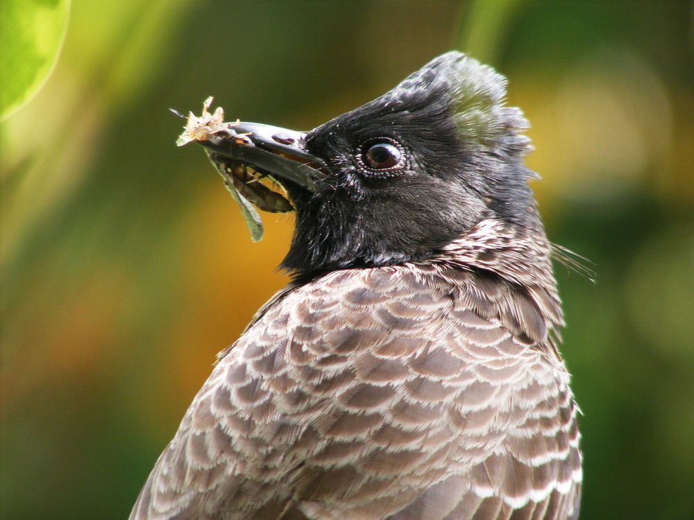 Photograph by Lokuge Sanuth