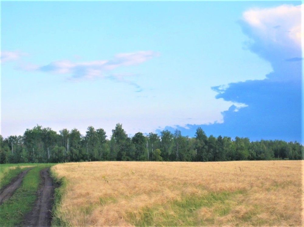 ИЮЛЬСКОЕ ПРЕДЗАКАТЬЕ В ПОЛЯХ ПРИТАМБОВЬЯ