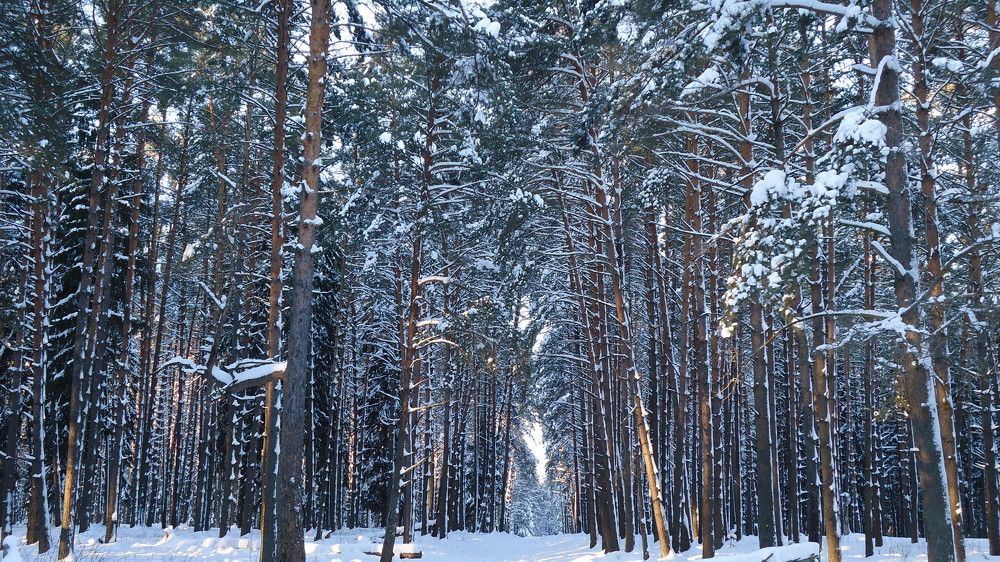 Photograph by Алексей