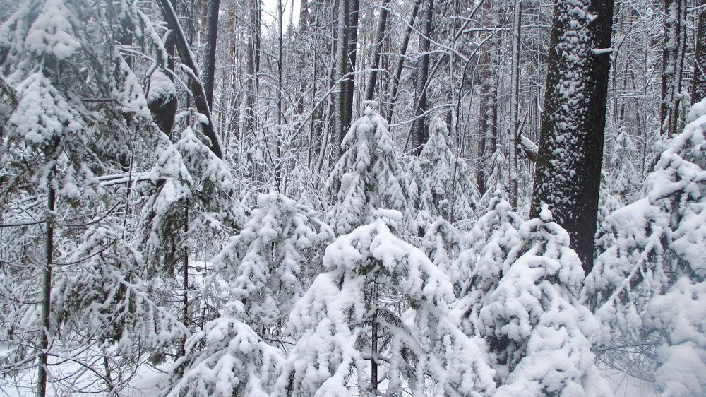 Photograph by Алексей