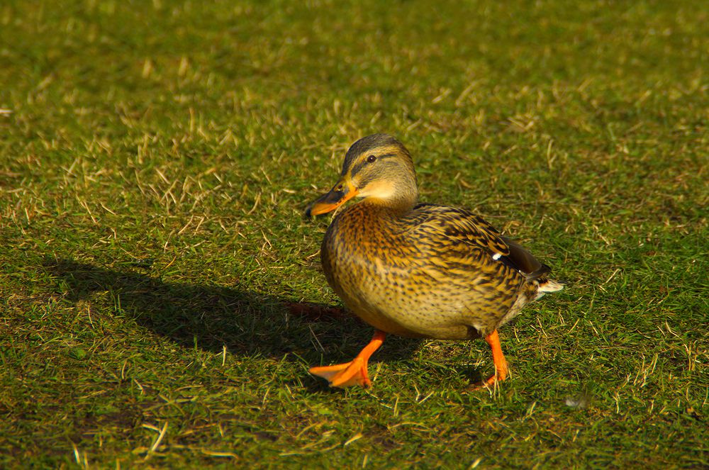 Раз-два правой!