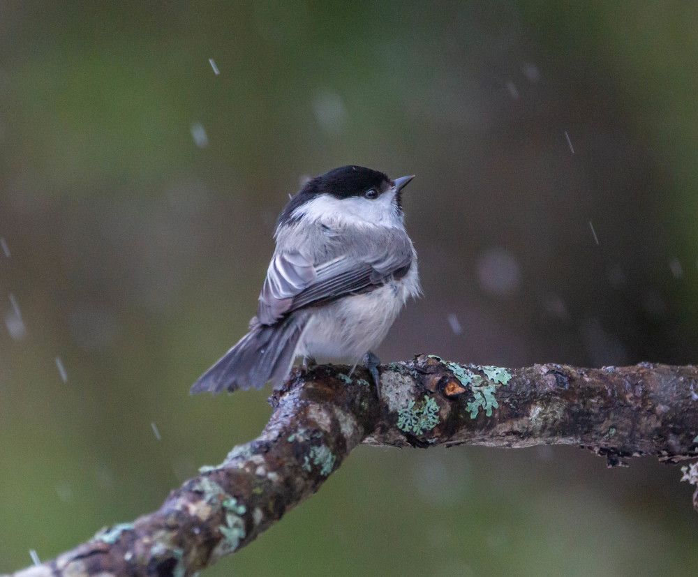 Ненастный день