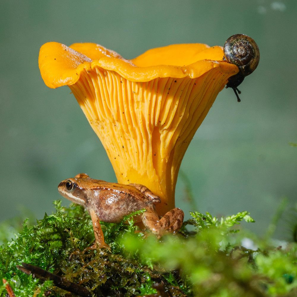 Лесная композиция