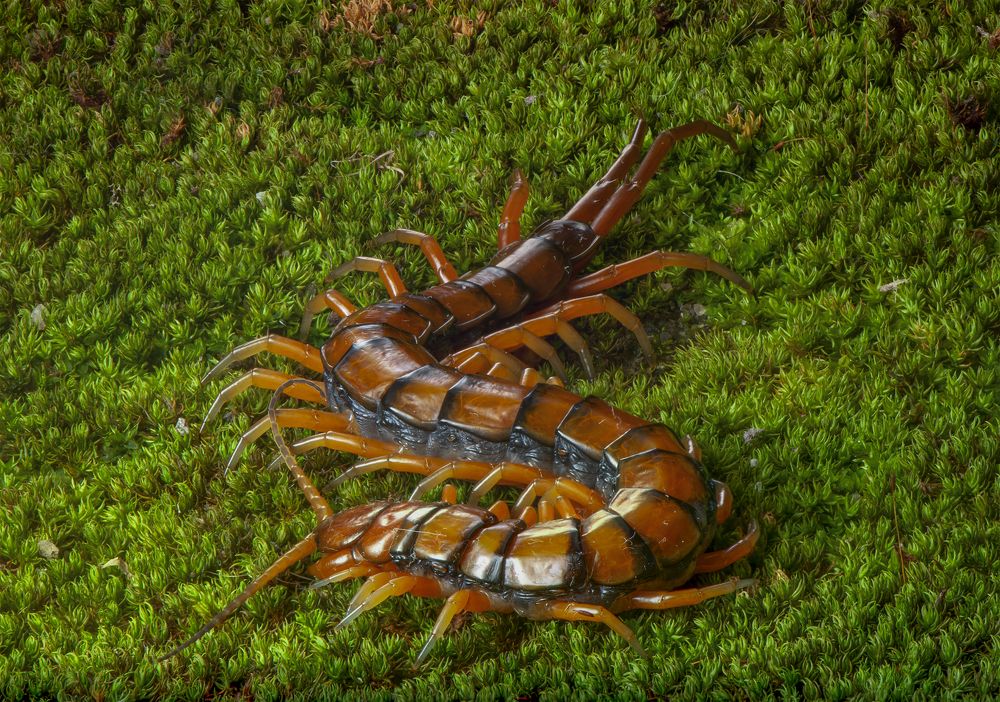 Tree centipede