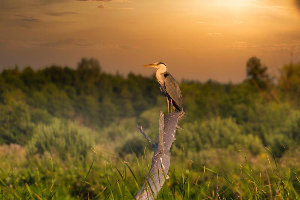 Цапля на закате