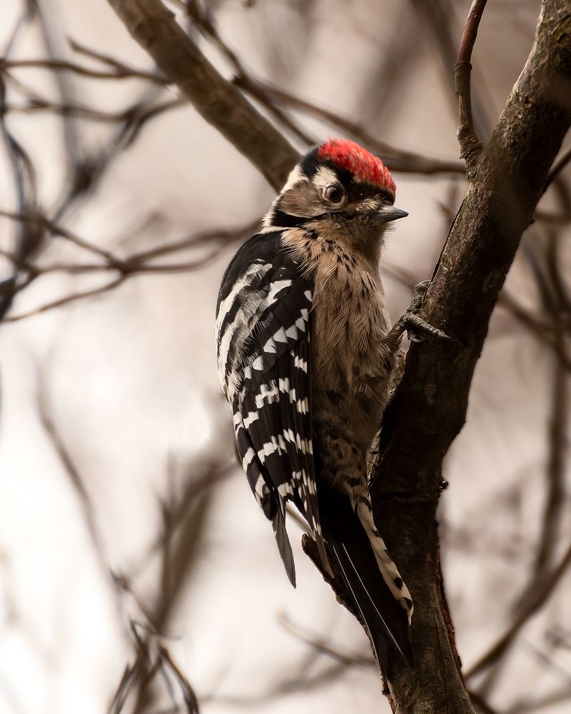 Малыш пестрый