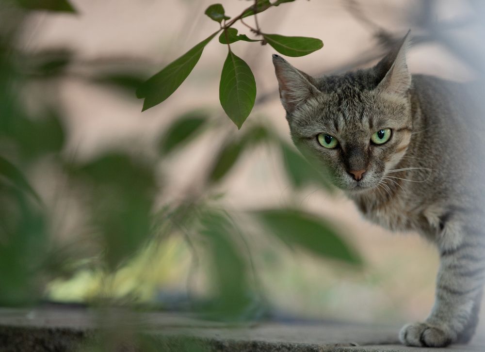 Photograph by Idit Profeta Ron