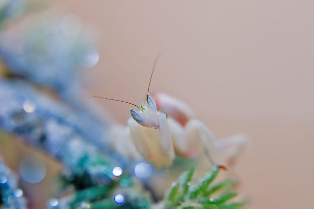 Photograph by Alexander Jaschinski