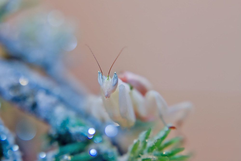 Photograph by Alexander Jaschinski