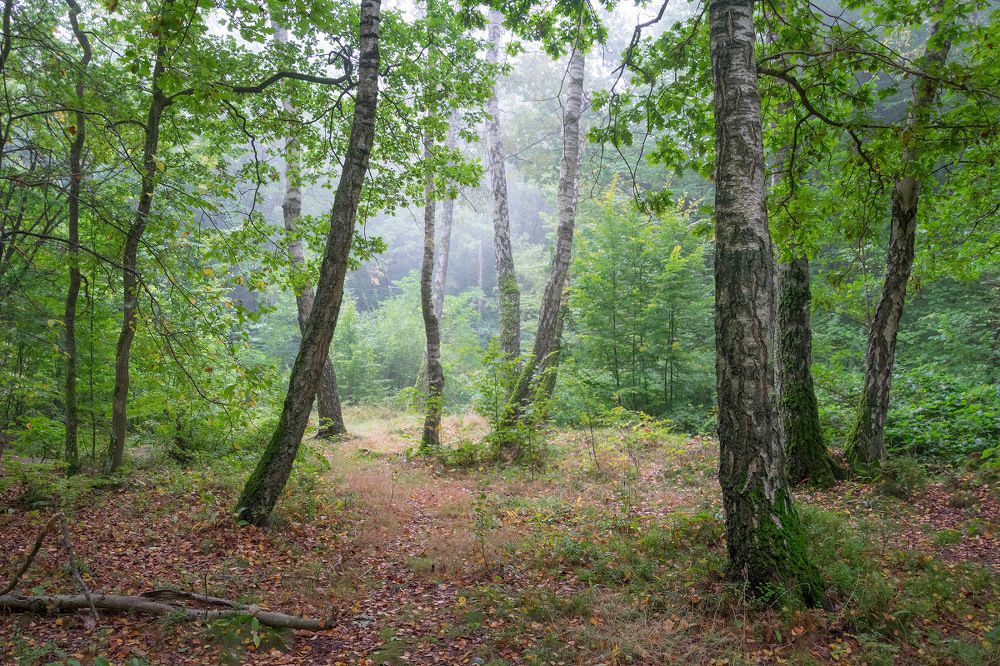 Photograph by Сипаева Катерина