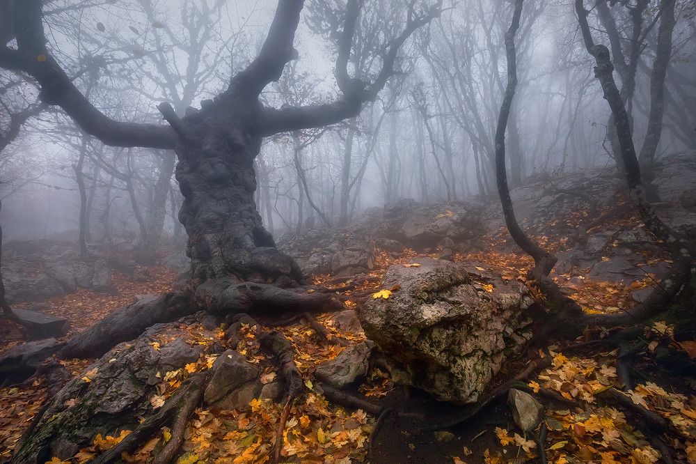 Хранитель леса