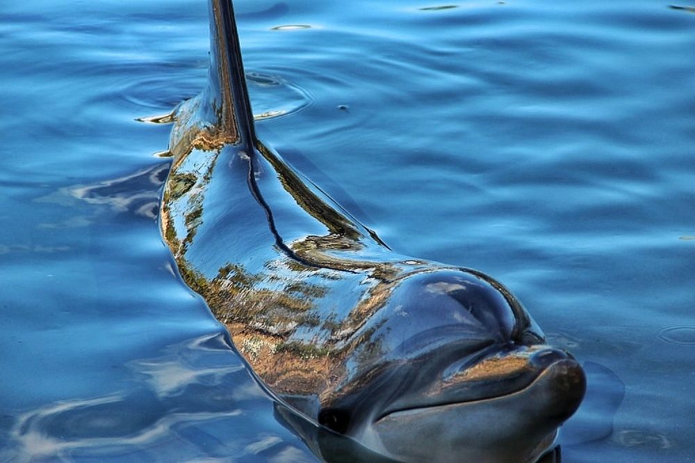 Зеркальный дельфин