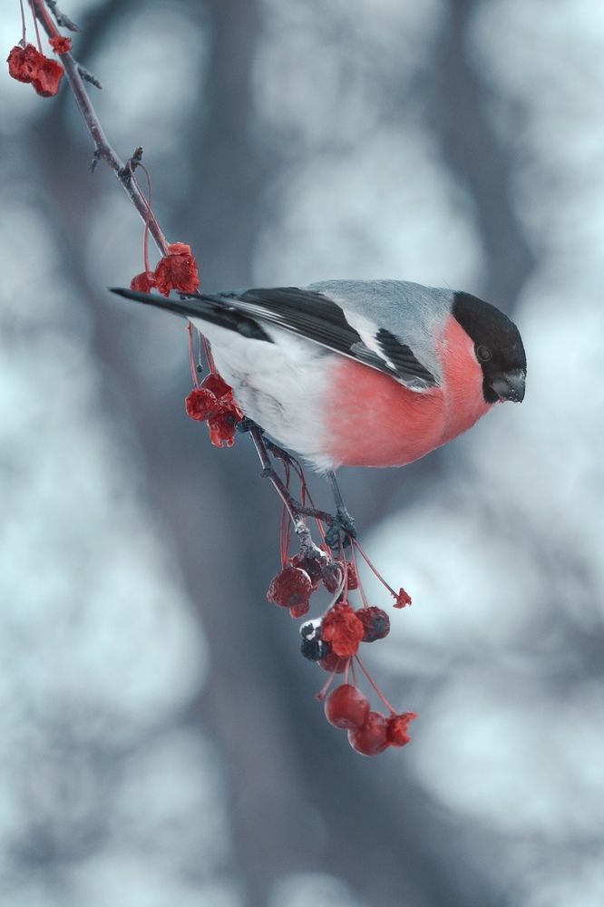 Ярко-розовая грудка.