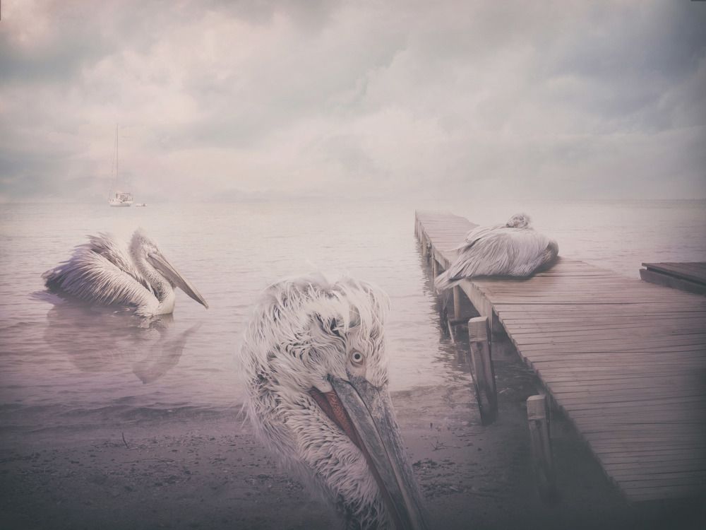 Photograph by mirka koot