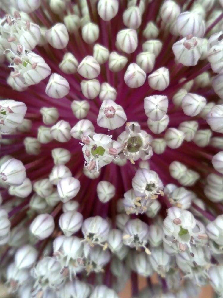 Photograph by RODRIGO SARACENI