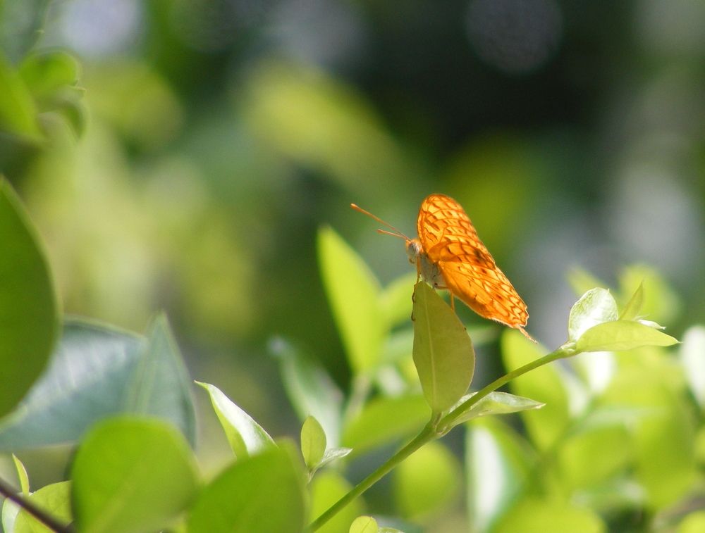 Photograph by Lokuge Sanuth