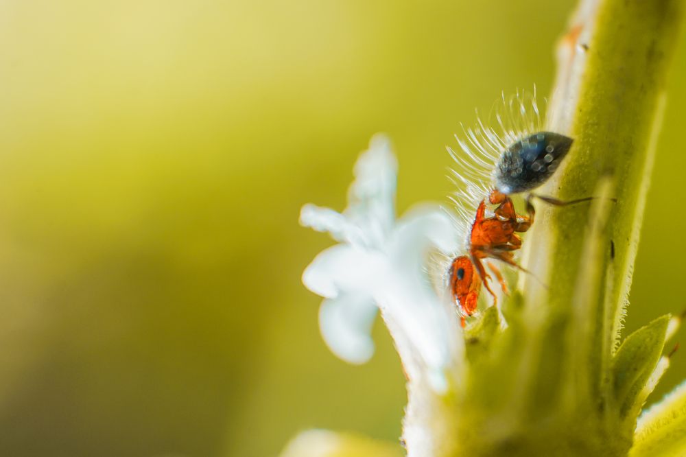 Photograph by Pramod Naween Padmananda