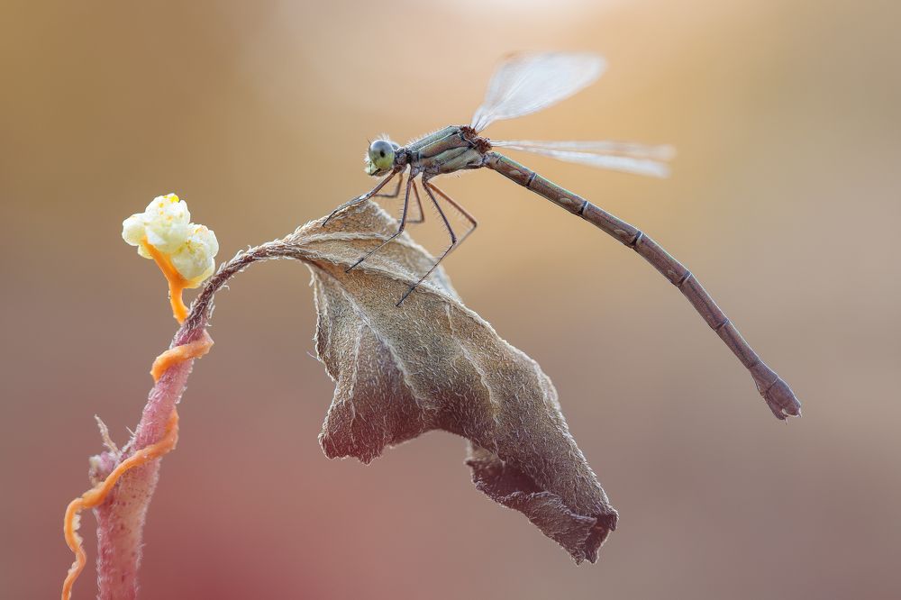 Photograph by Кузнецов Дмитрий