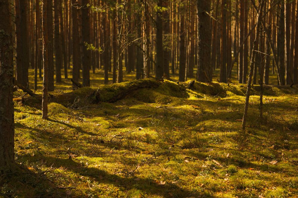 Photograph by Алёна Романова