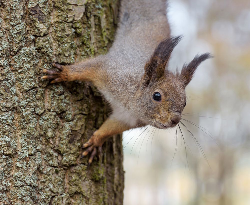 Любопытная белка.