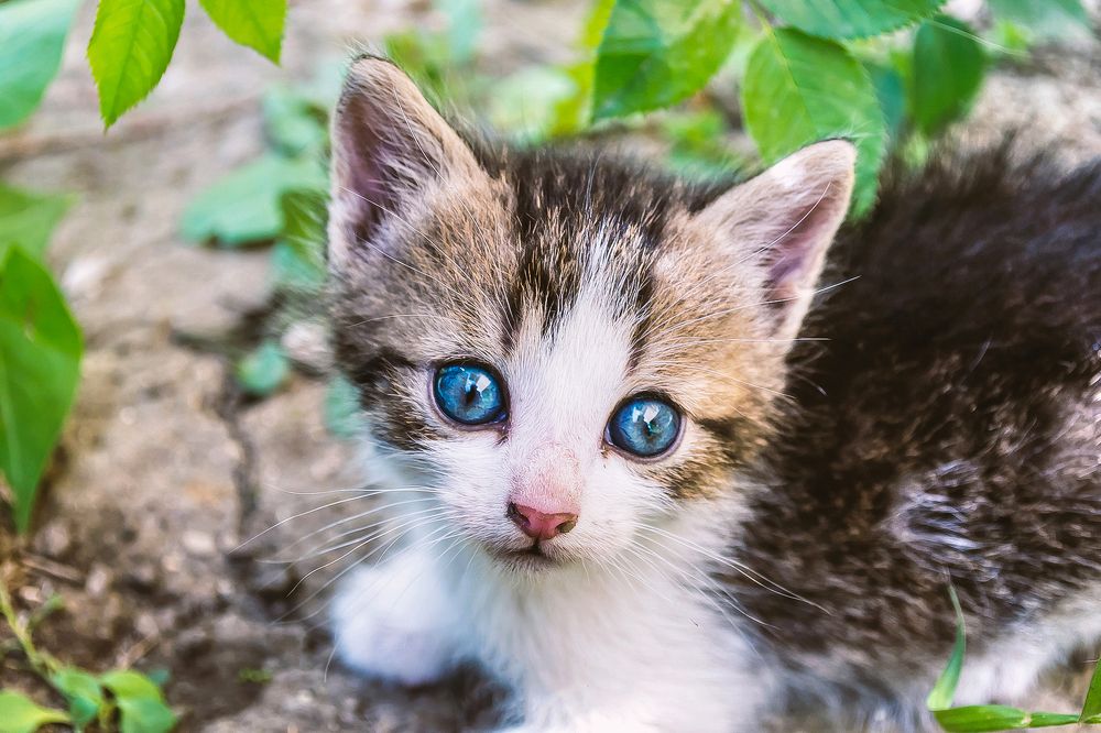 Photograph by Fahrudin Seferagić