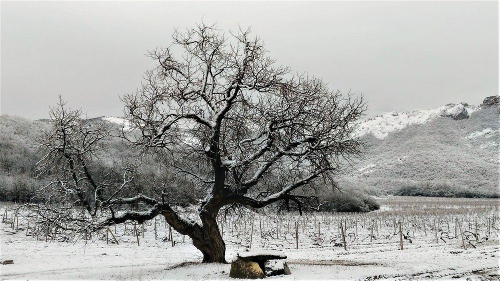 Зима в винограднике