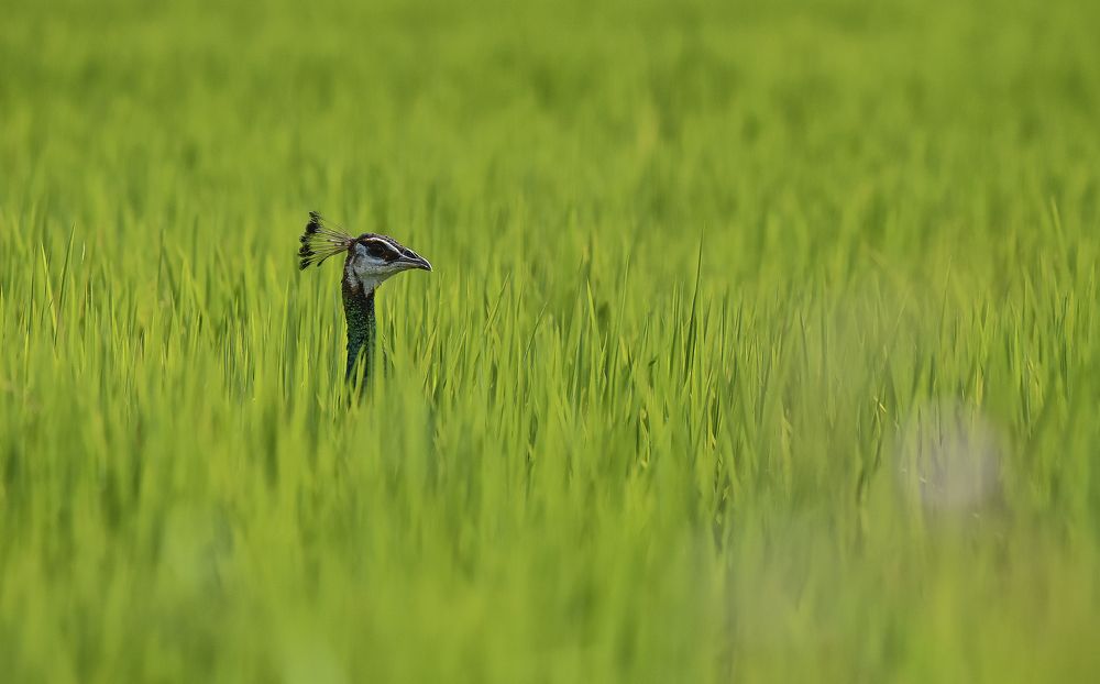 Photograph by Amila Ellawala