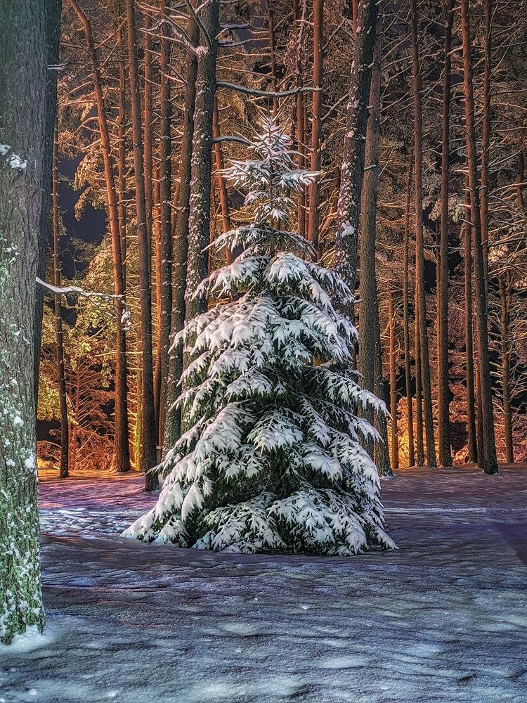 Ночное фото в лесопарке.