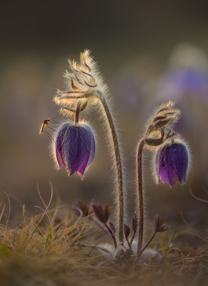 Photograph by Евгения Левина