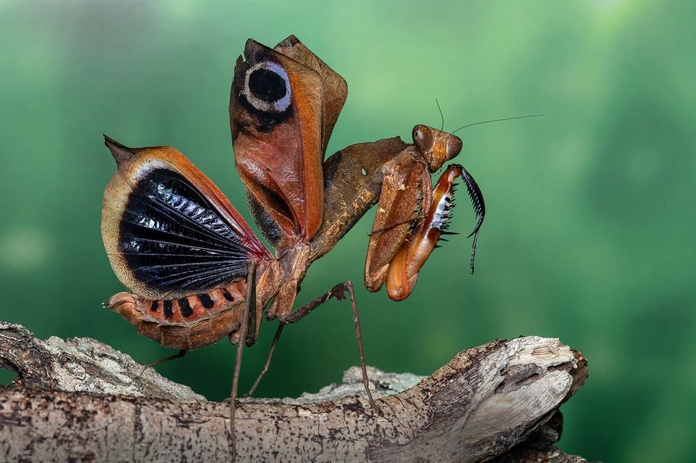 Photograph by Marcus Kam