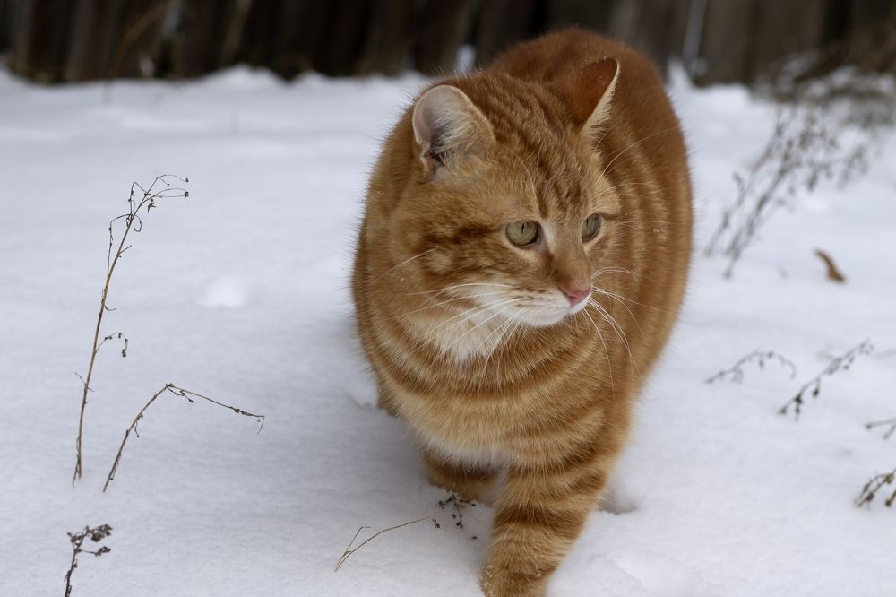 Photograph by Дарья Ващенко-Панкина