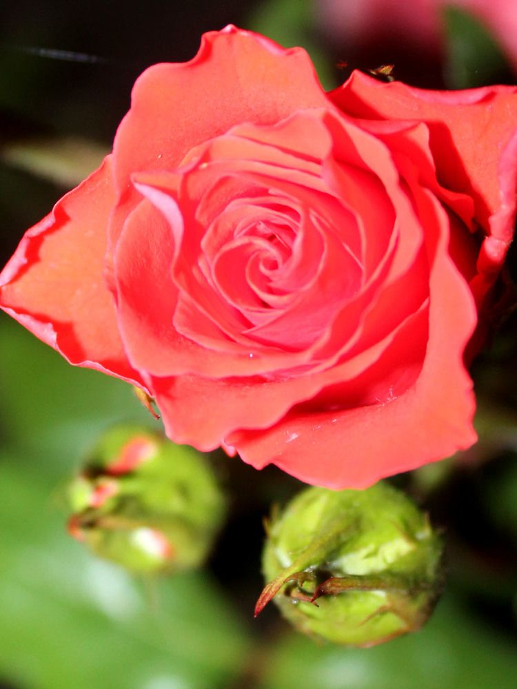 Photograph by Дарья Ващенко-Панкина